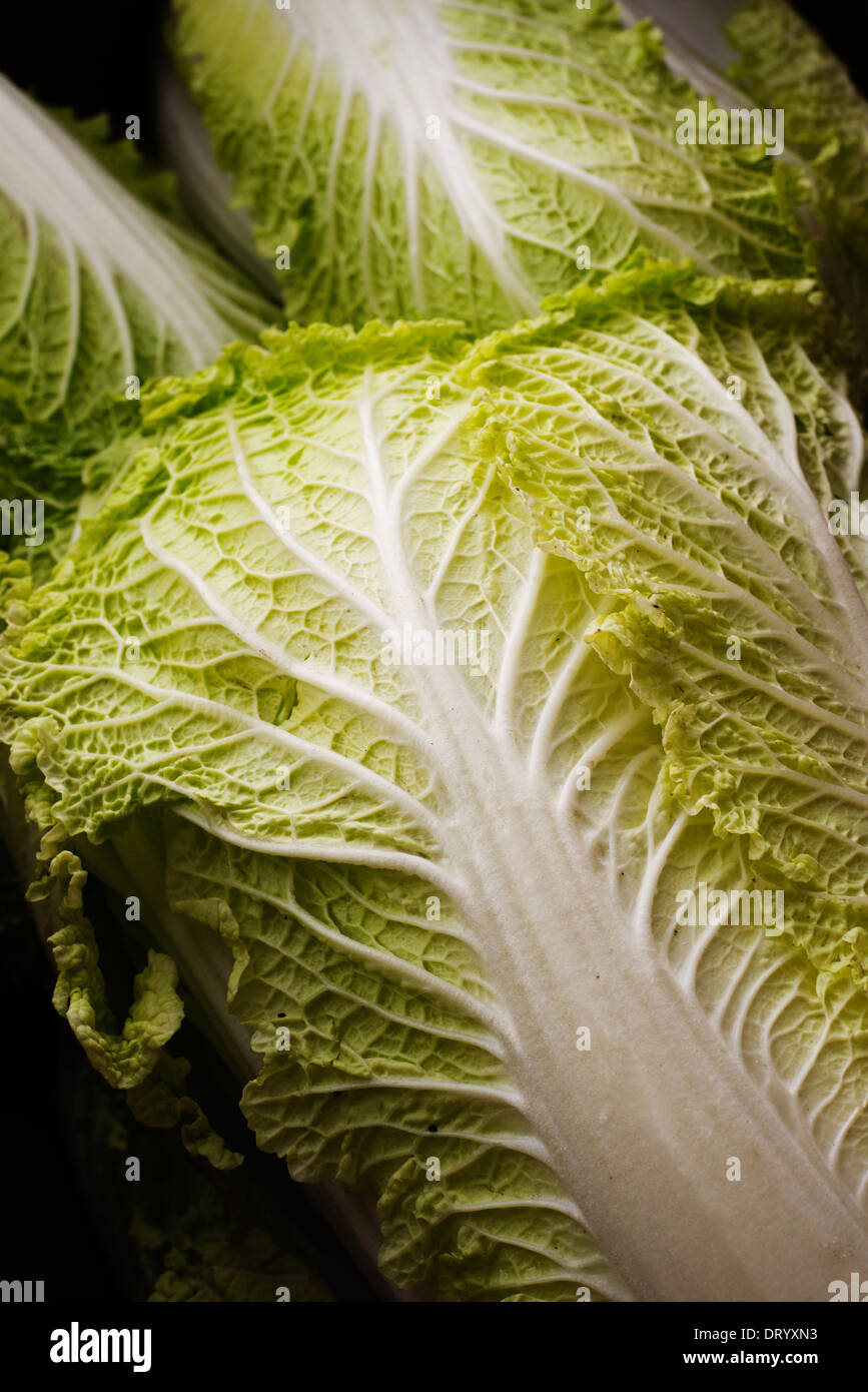 Organic cos lettuce for sale at the Coconut Grove organic market Stock