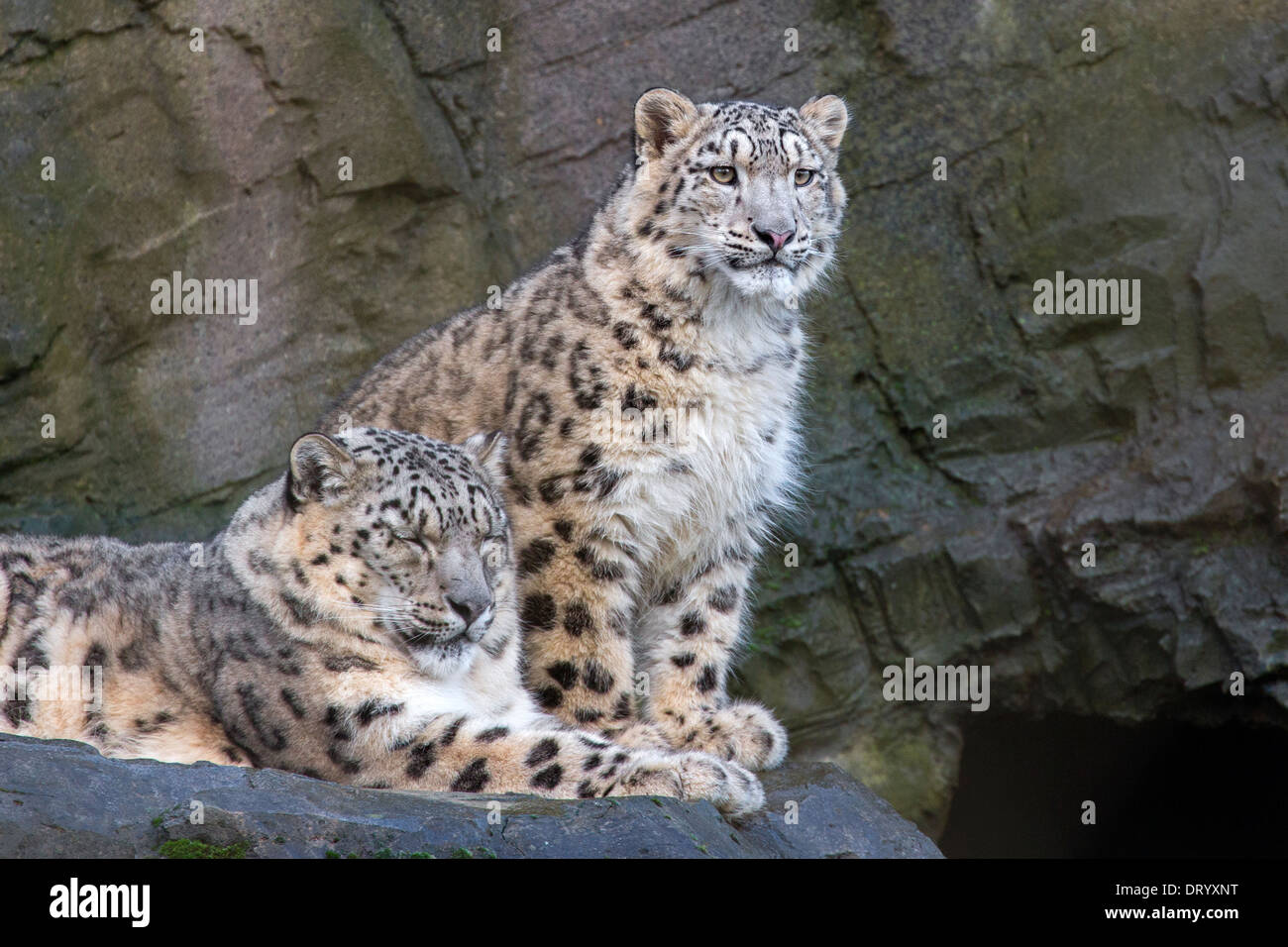 Snow Leopard with her 9 months old cub Stock Photo