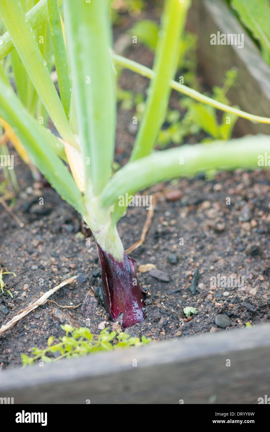 Red onions growing in garden Stock Photo