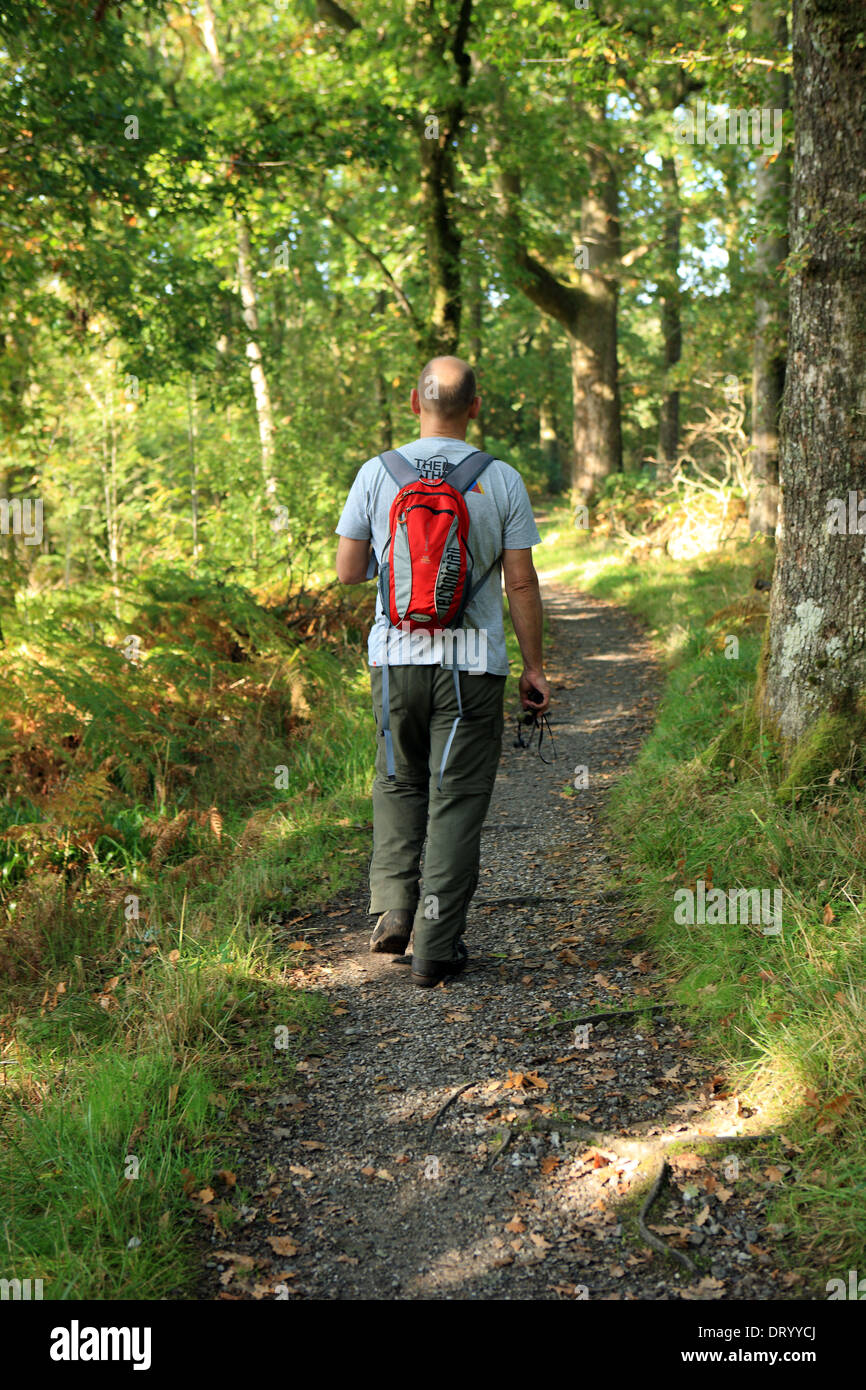 Man walking along a path through the forest section on the Sallochy to Rowardennan route part of the West Highland Way, Scotland Stock Photo