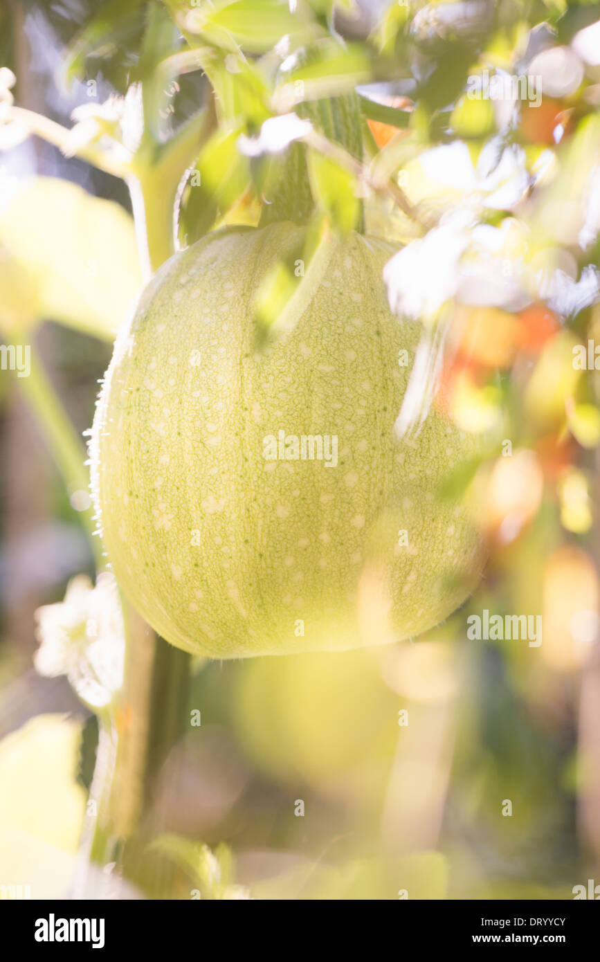 Green pumpkin plants hires stock photography and images Alamy