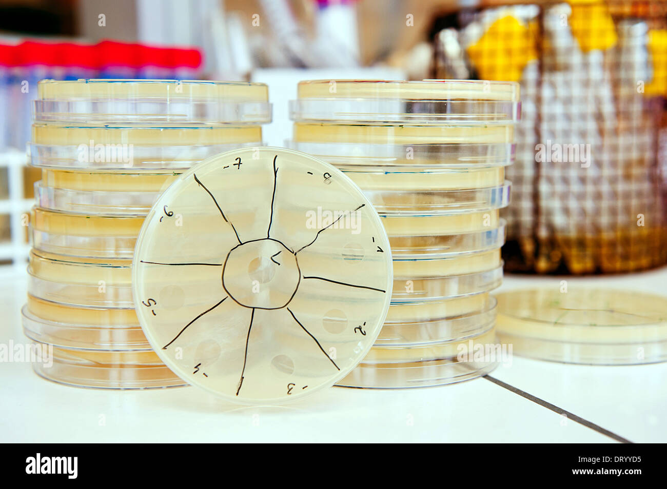 pile of agar petri dish with phage plaques in laboratory. Making titer of bacteriophages Stock Photo