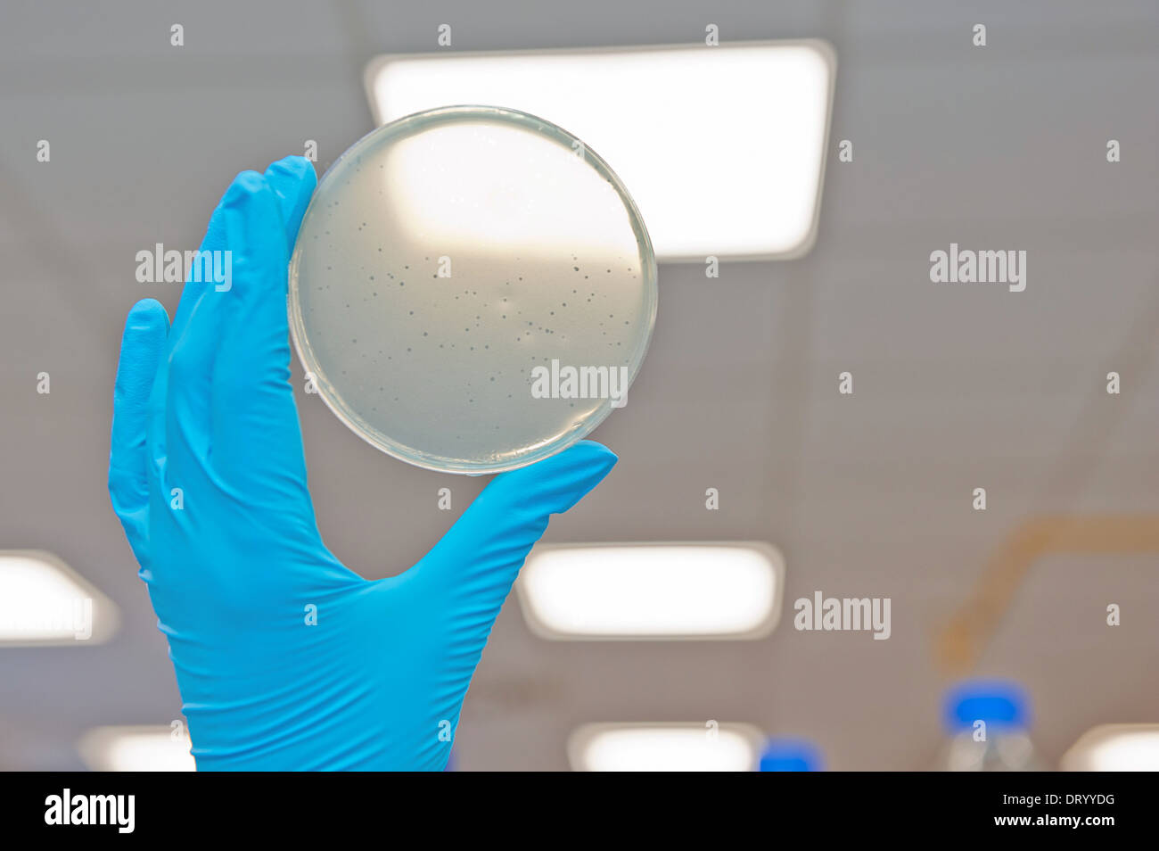 Hand in glove holding petri agar dish with bacteropphage plagues Stock Photo