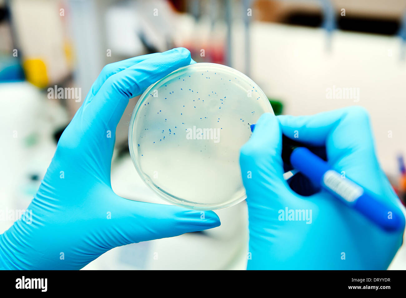 hand counting bacteriophage plaques during titer test Stock Photo