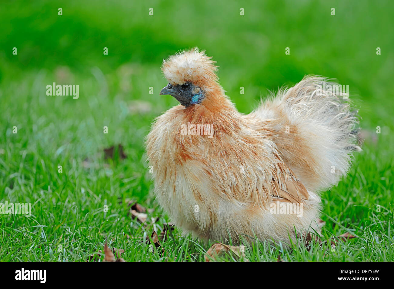 Silkie Fowl, Silky Fowl, Domestic Fowl Stock Photo