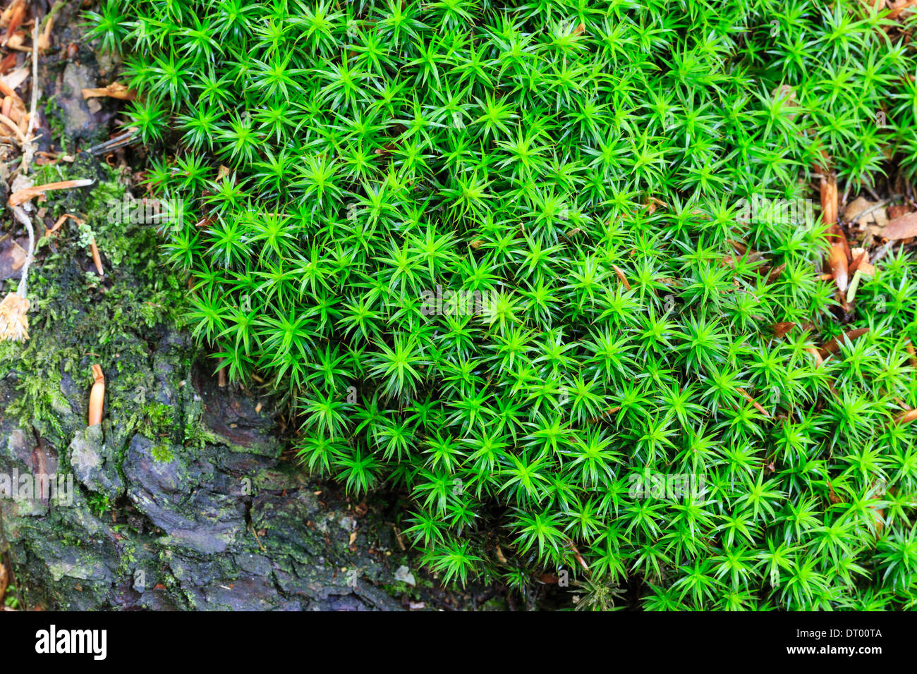 Hair moss, Polytrichum formosum = Polytrichastrum formosum, Normandy, France Stock Photo