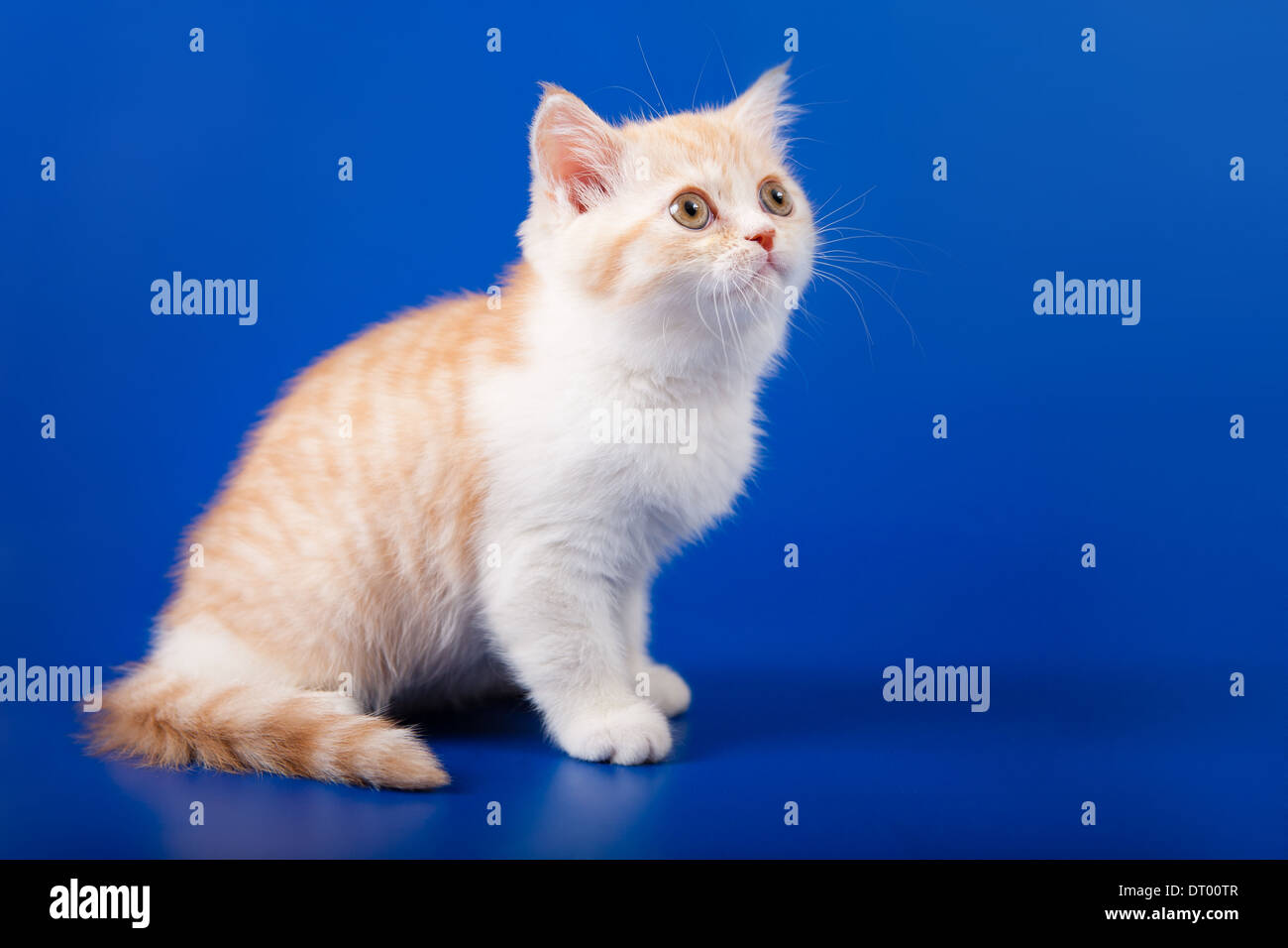 Creamy tabby scottish straight shorthair two months cat isolated on blue Stock Photo