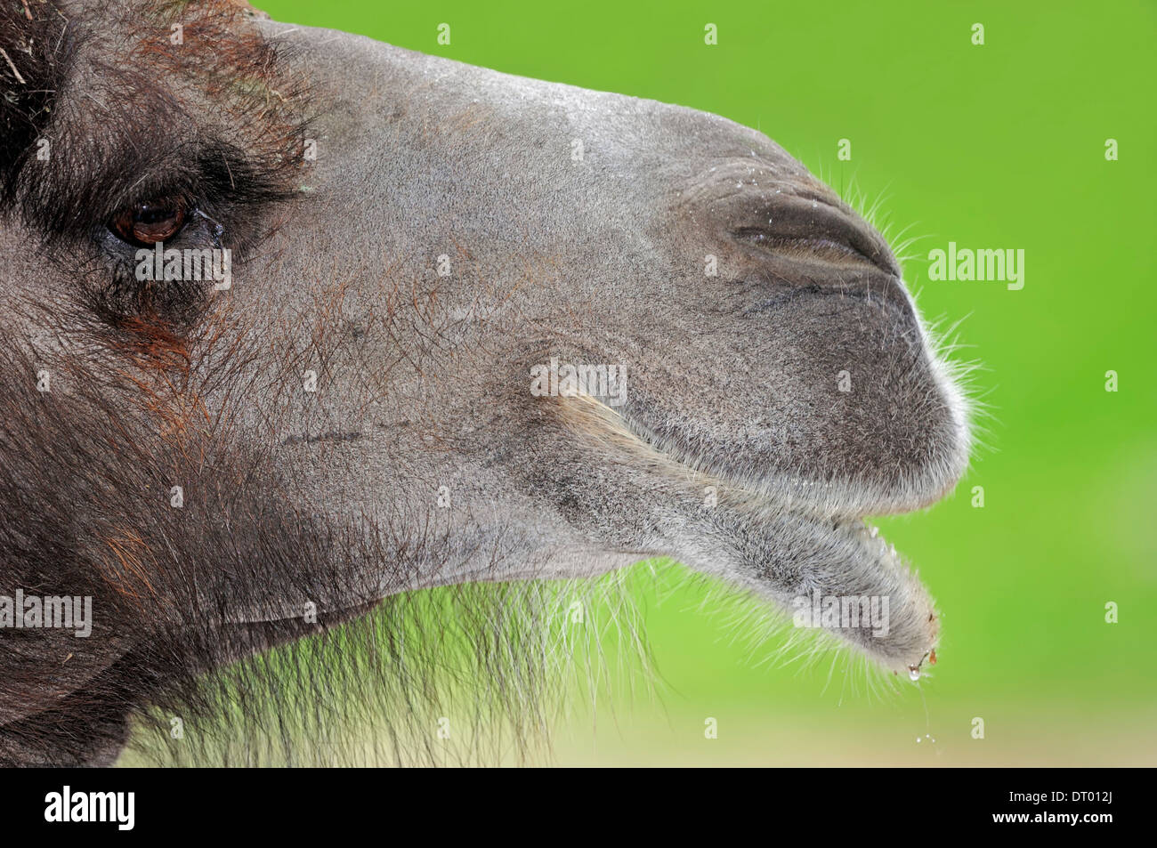 Two-humped Camel or Bactrian Camel  (Camelus ferus bactrianus, Camelus bactrianus bactrianus) Stock Photo