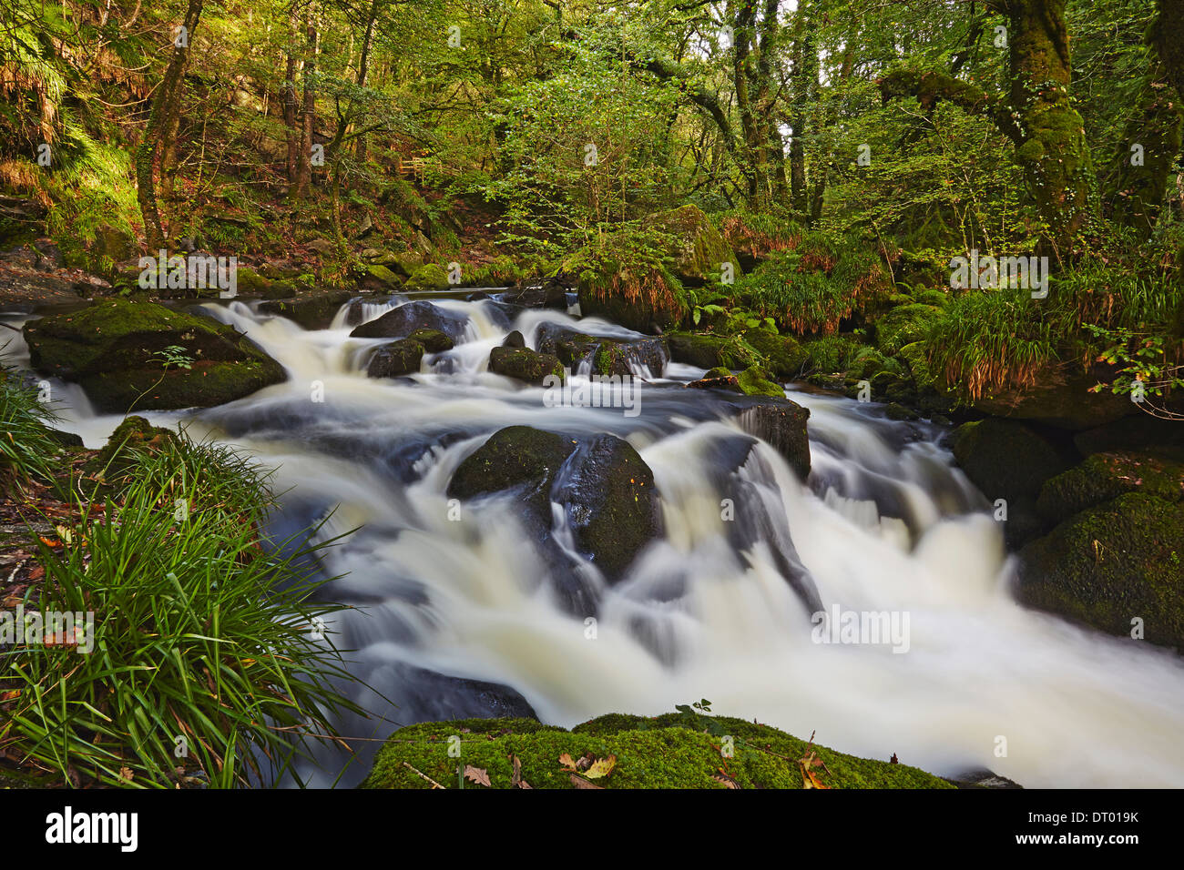 Golitha Falls, on the Fowey River, near Liskeard, Cornwall, Great Britain. Stock Photo