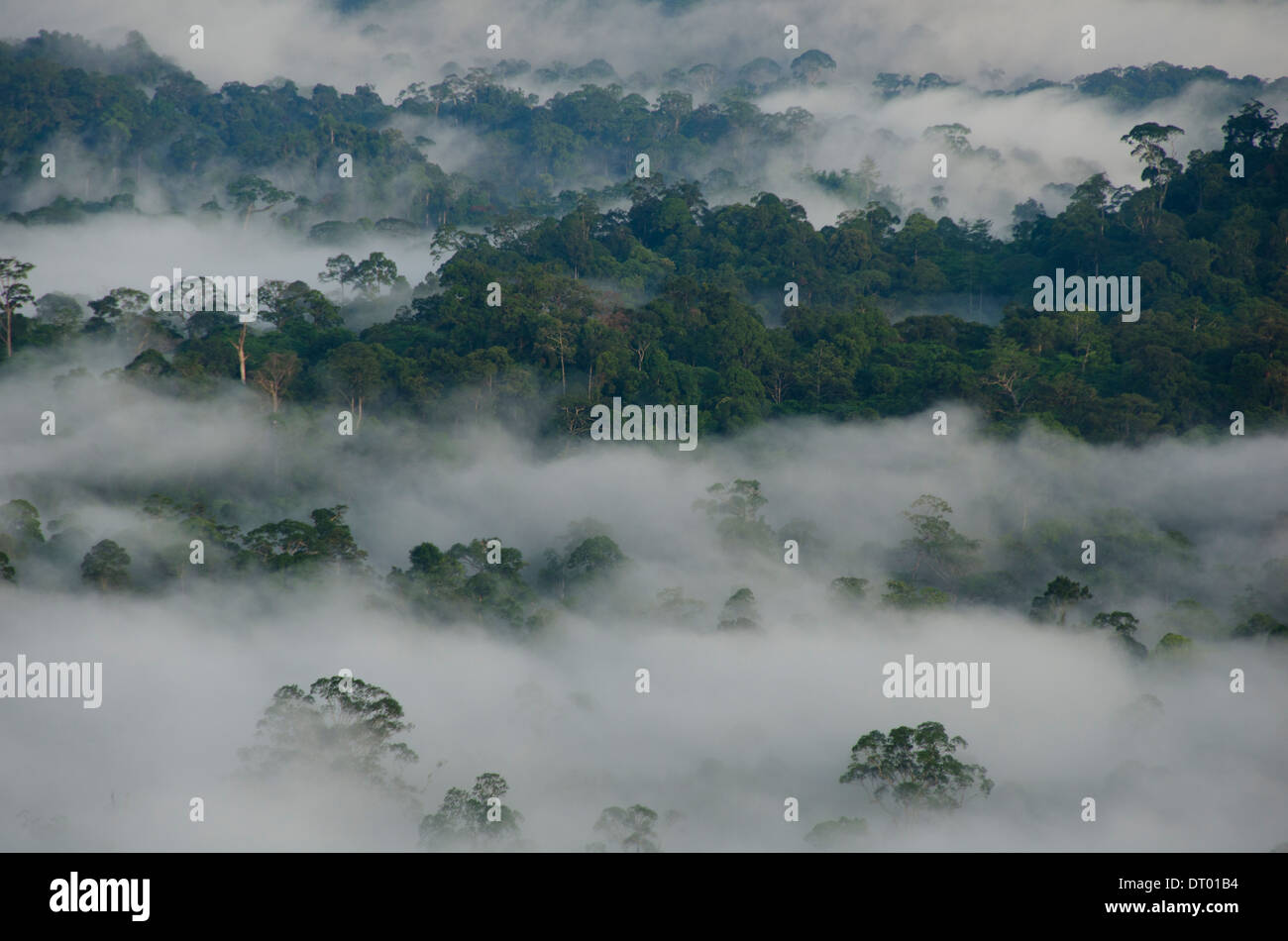 Mist covering valley, Danum Valley, Sabah, East Malaysia, Borneo Stock Photo