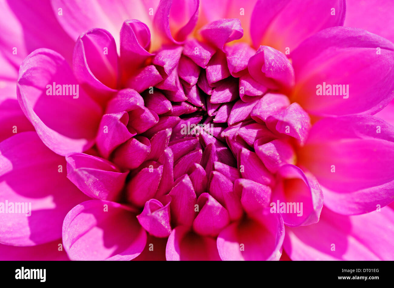 Dahlia 'Coriolan'  (Dahlia hybrida) Stock Photo