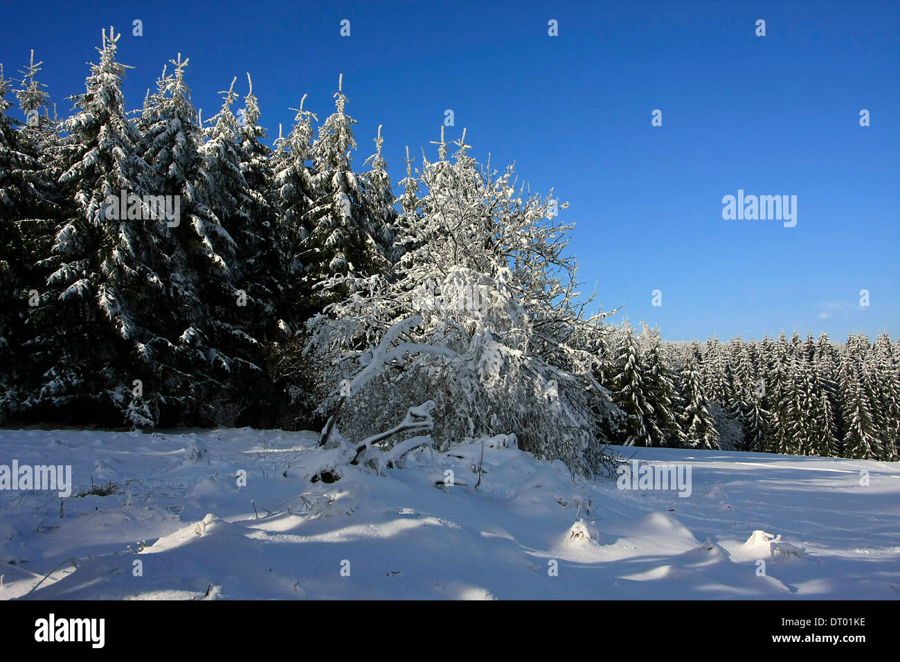 Thuringia Winter Winter in the mountains of Thueringia. Photo: Klaus Nowottnick Date ...