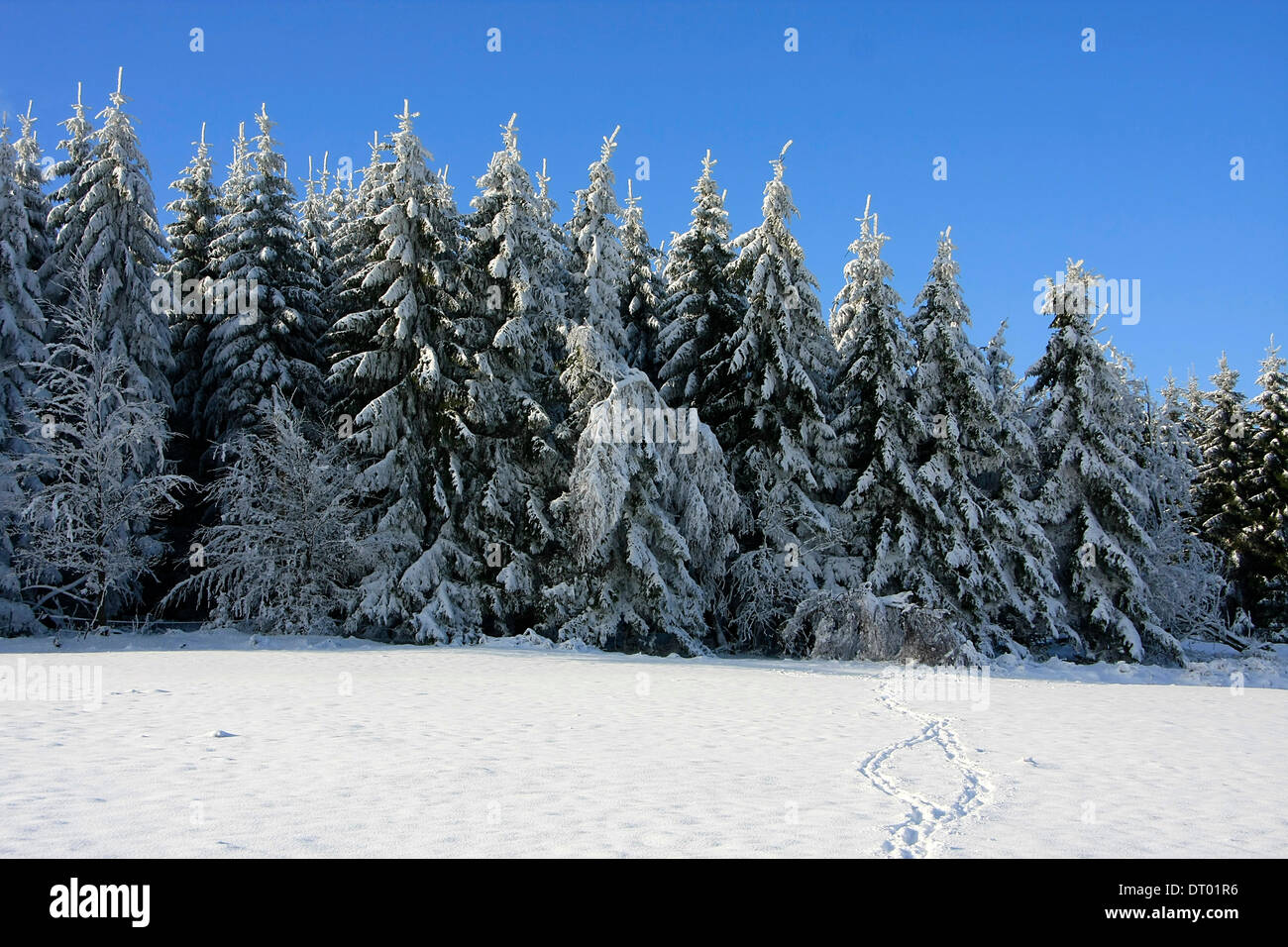 Thuringia Winter Winter in the mountains of Thueringia. Photo: Klaus Nowottnick Date ...