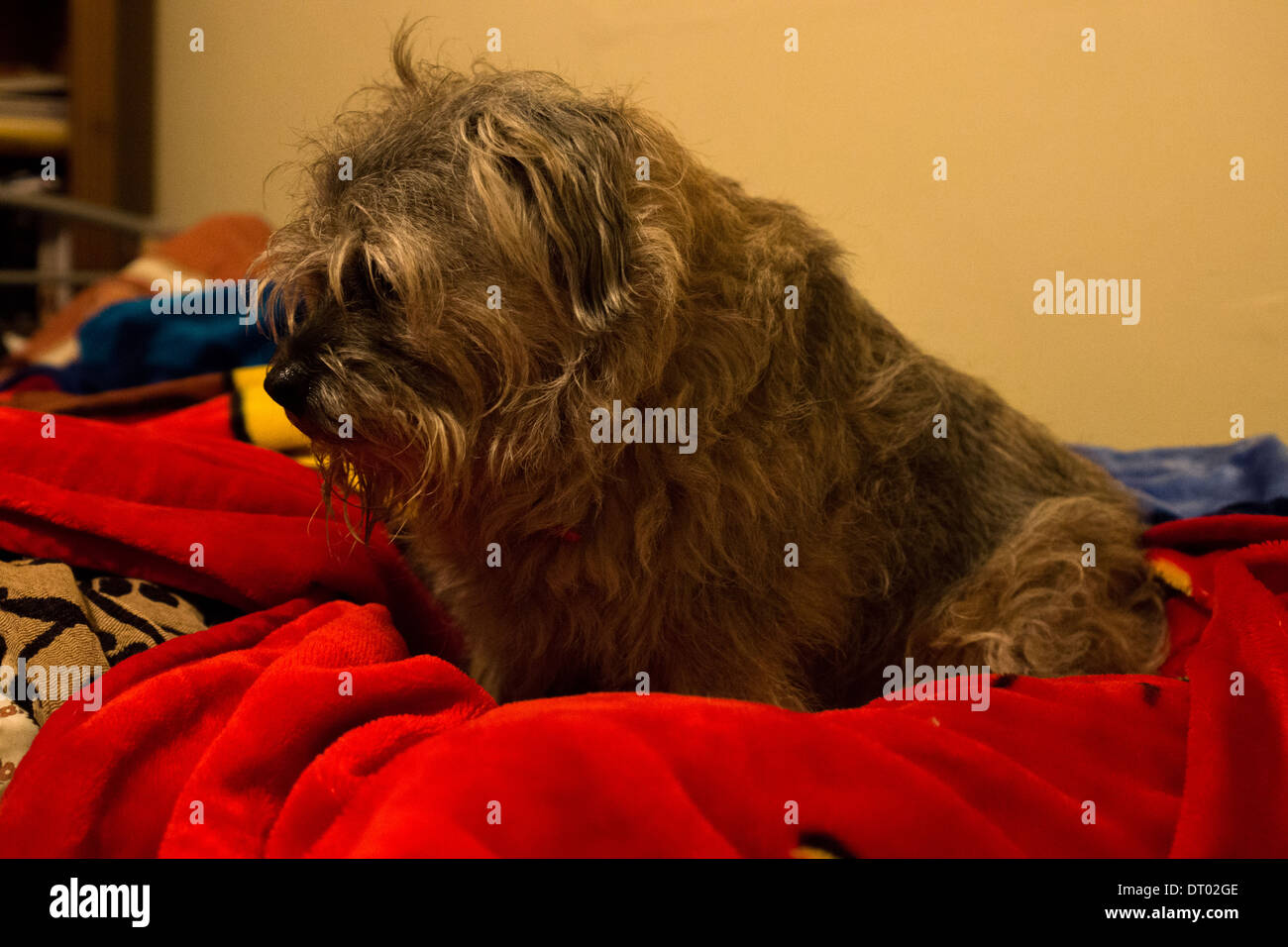 Border terrier domestic dog pet red blue blanket Stock Photo