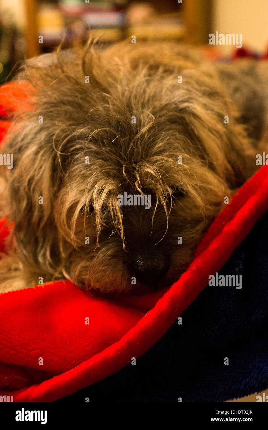 Border terrier domestic dog pet red blue blanket Stock Photo