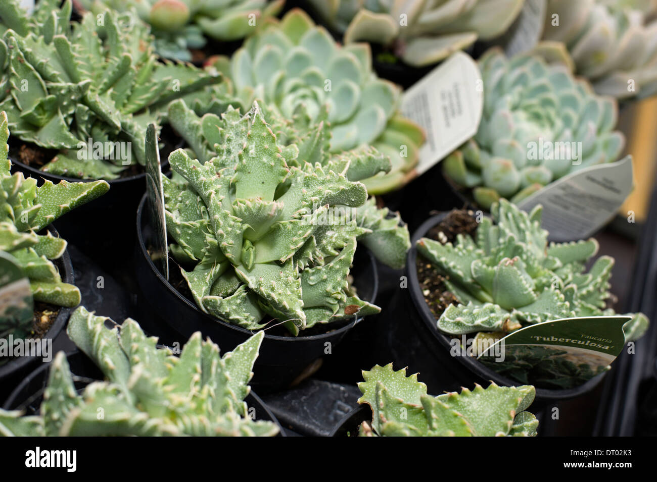 Pots of Faucaria tuberculosa on display in a horticultural marquee at an agricultural show in Surrey Stock Photo