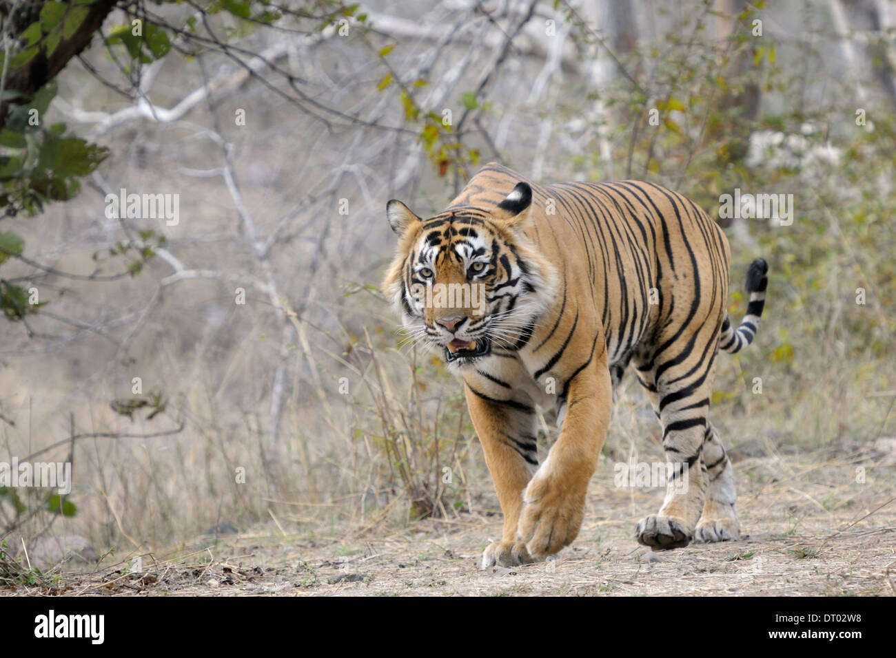 Bengal tiger ( Panthera tigris tigris ) walking up front, Ranthambhore national park, Rajastan, India. Stock Photo