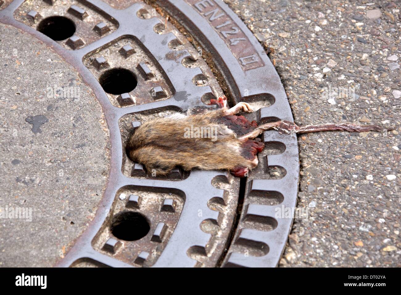 Dead rat on street with head in a manhole cover, October 30, 2010. Stock Photo