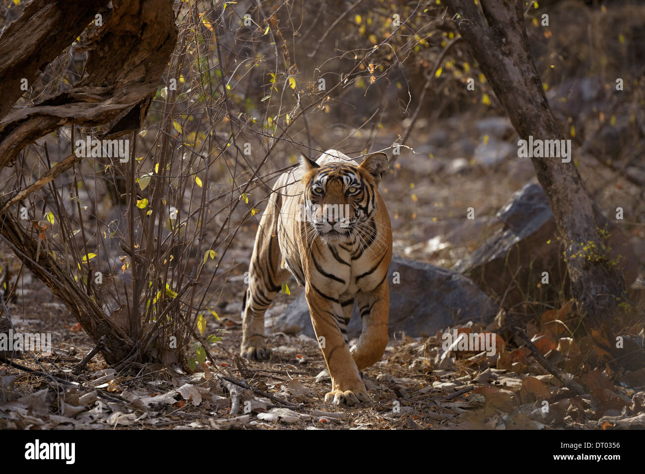 A 4K ultra HD mobile wallpaper showcasing a regal and magnificent Bengal  Tiger, camouflaged in the tall grasses of its natural habitat, its piercing  eyes revealing its predatory nature