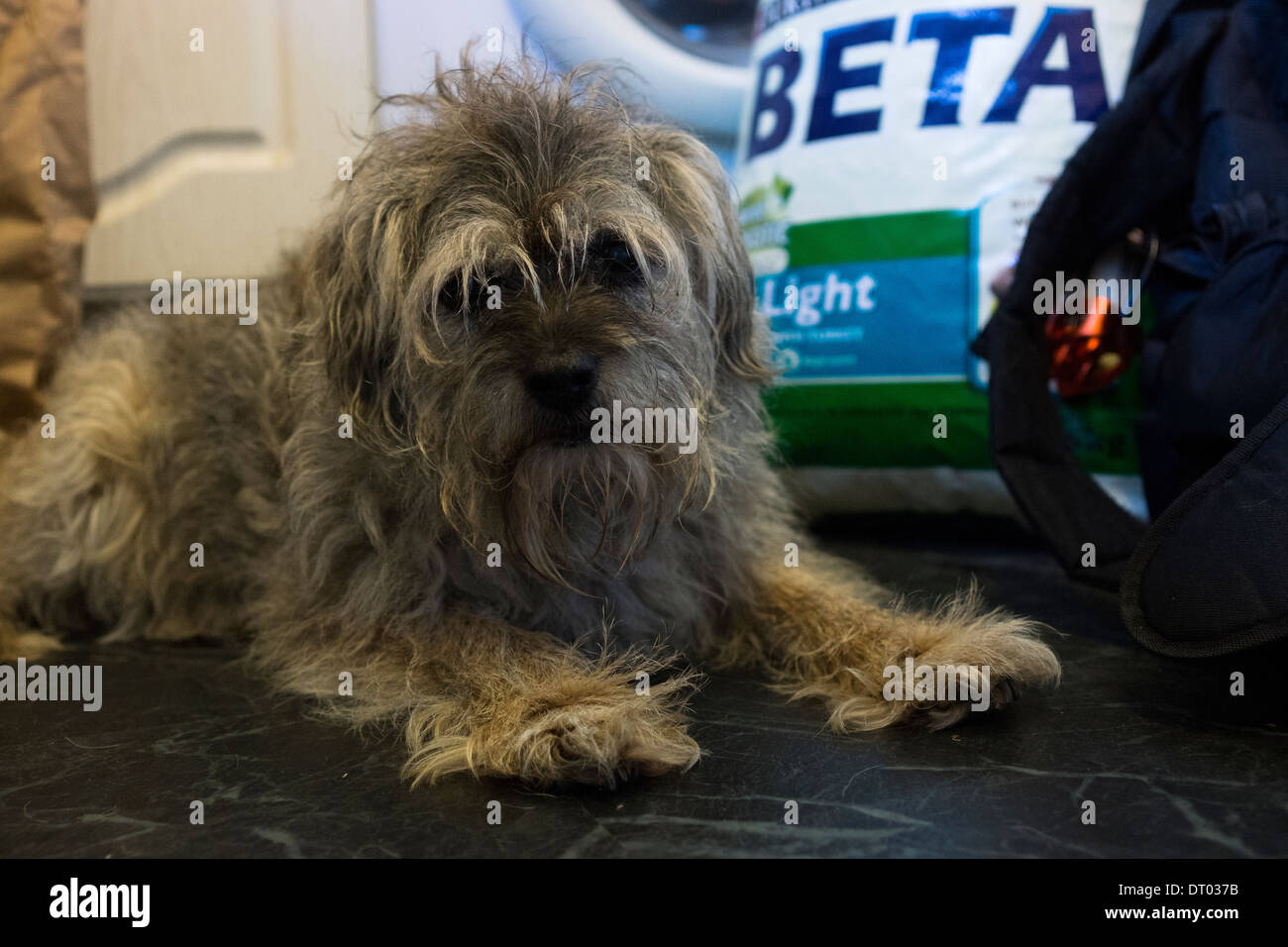 Border terrier dog laying standing mat door way Stock Photo