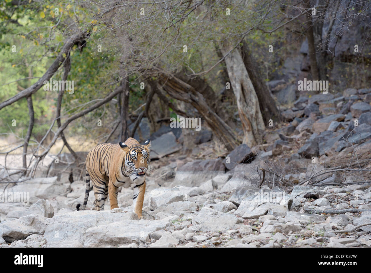 Bengal tiger ( Panthera tigris tigris ) walking in dry forest. Stock Photo