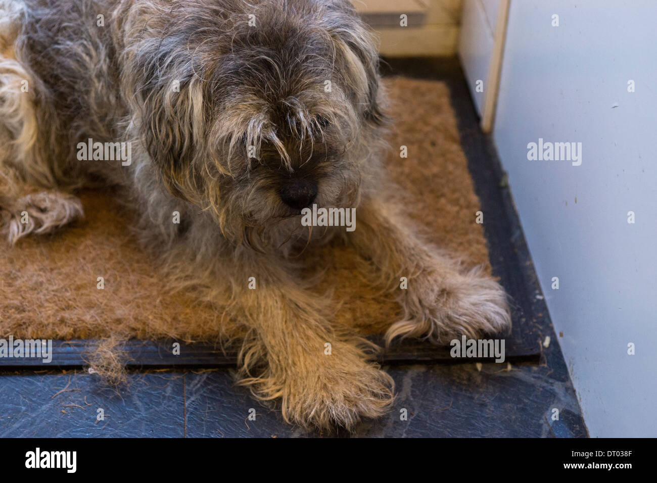 Border terrier dog laying standing mat door way Stock Photo Alamy