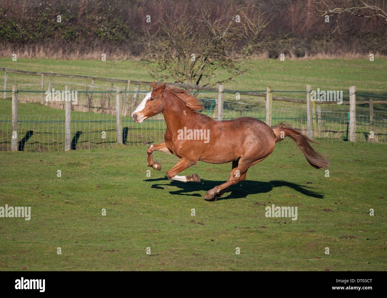 Brown Horse running free in field on a sunny day Stock Photo
