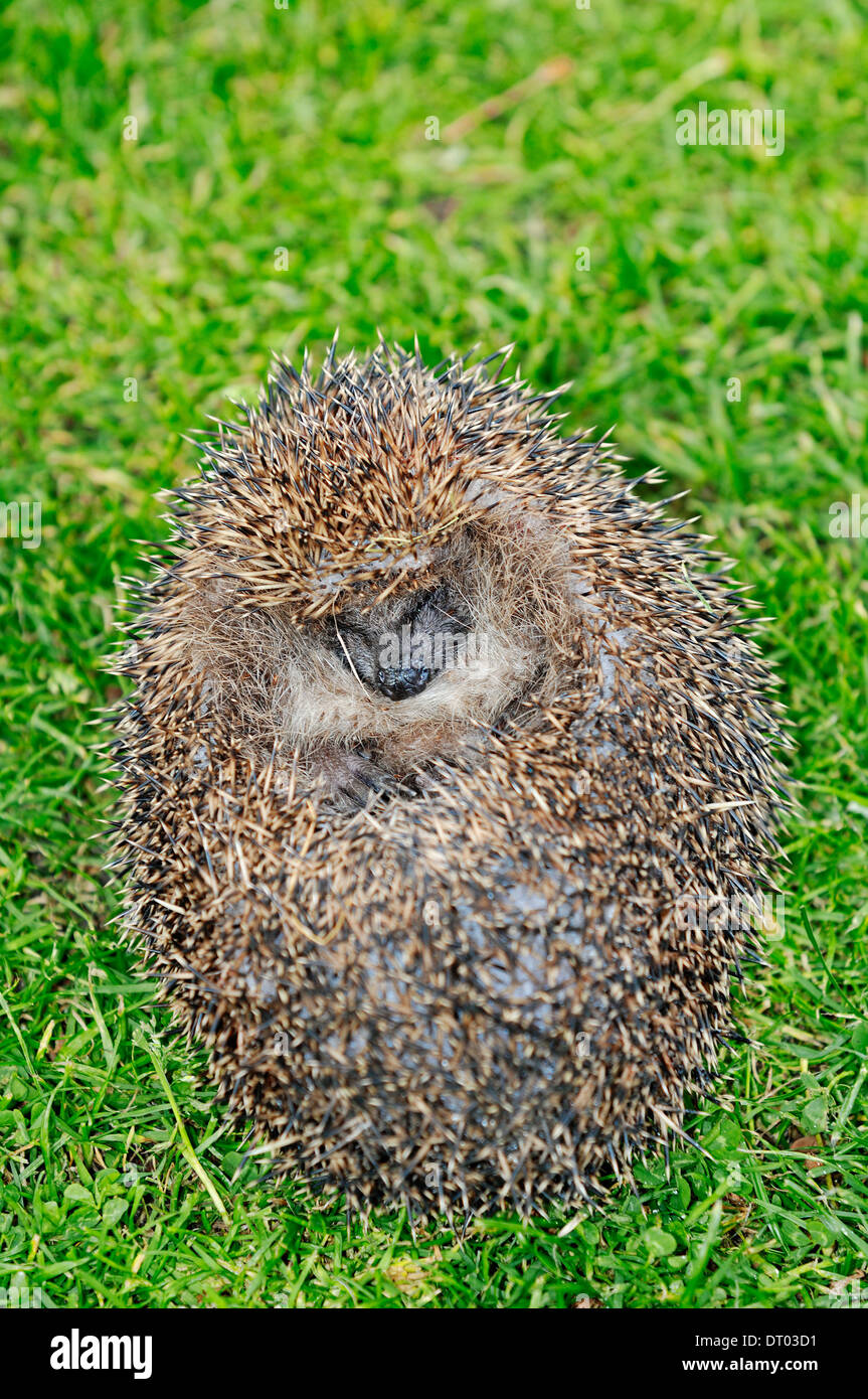 European Hedgehog or Common Hedgehog (Erinaceus europaeus), curled up in defensive ball Stock Photo