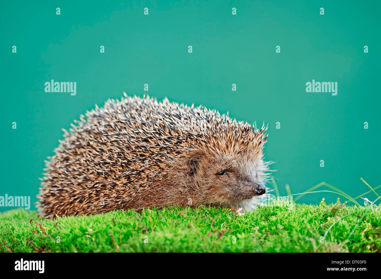 European Hedgehog or Common Hedgehog (Erinaceus europaeus), North Rhine-Westphalia, Germany Stock Photo