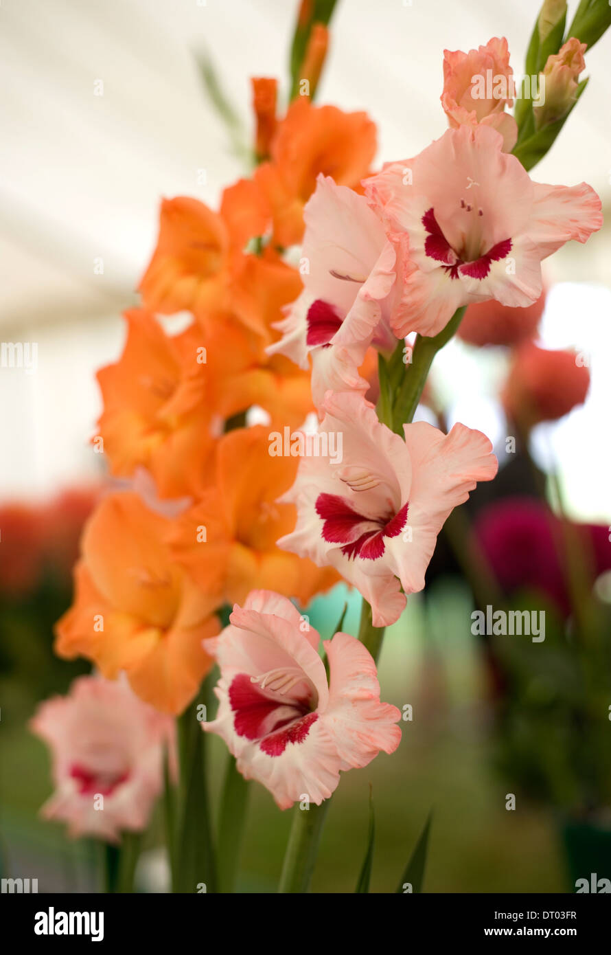 Gladiolus gladioli flower display hires stock photography and images