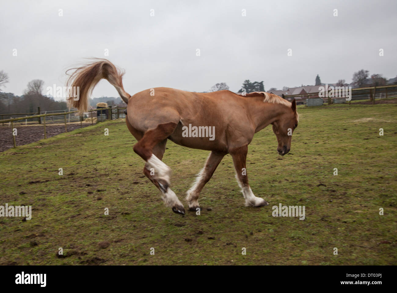 brown horse, jumping around freely in its' field Stock Photo