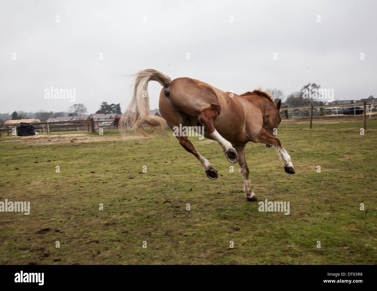brown horse, jumping around freely in its' field Stock Photo