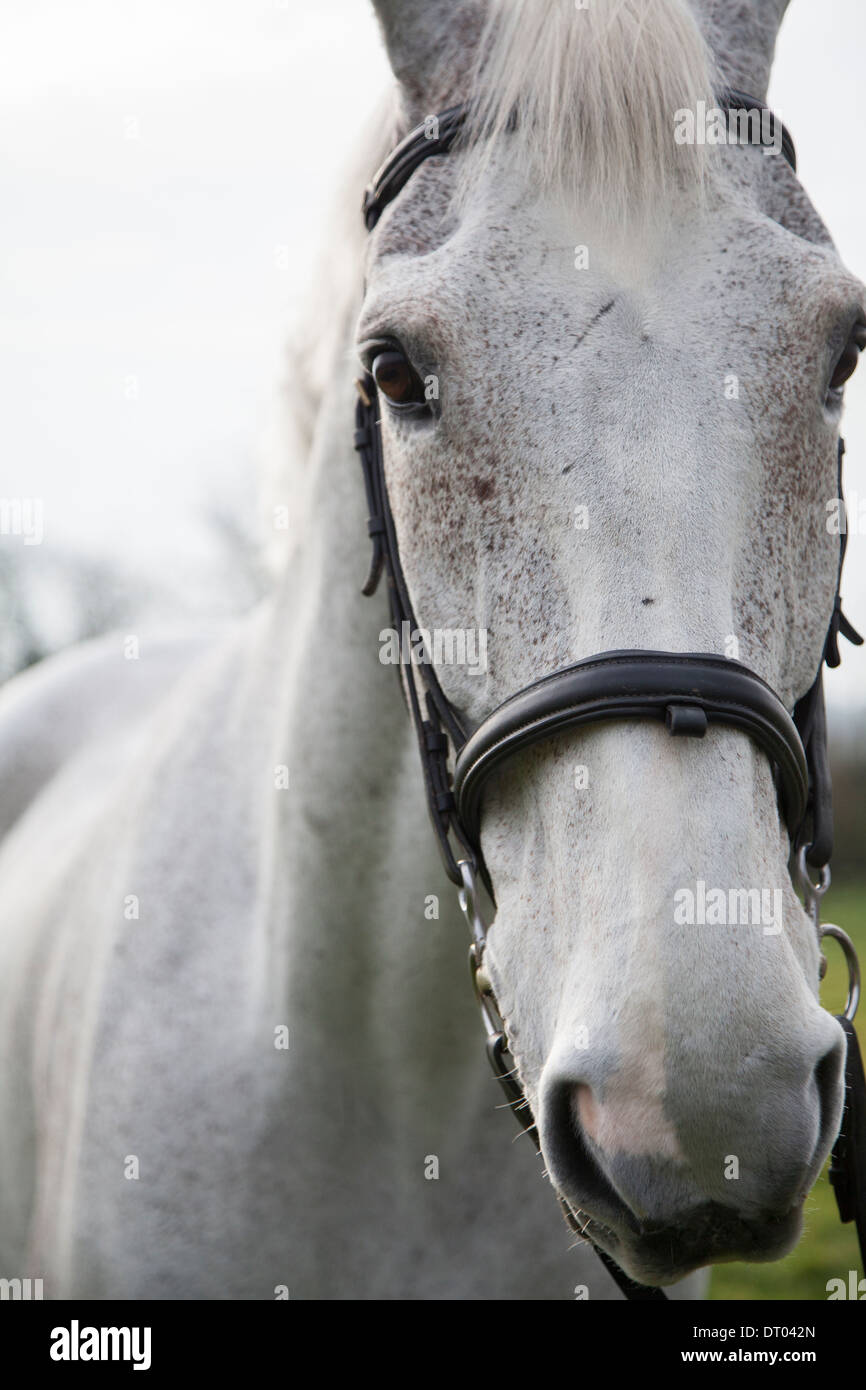 grey horses head close up Stock Photo Alamy