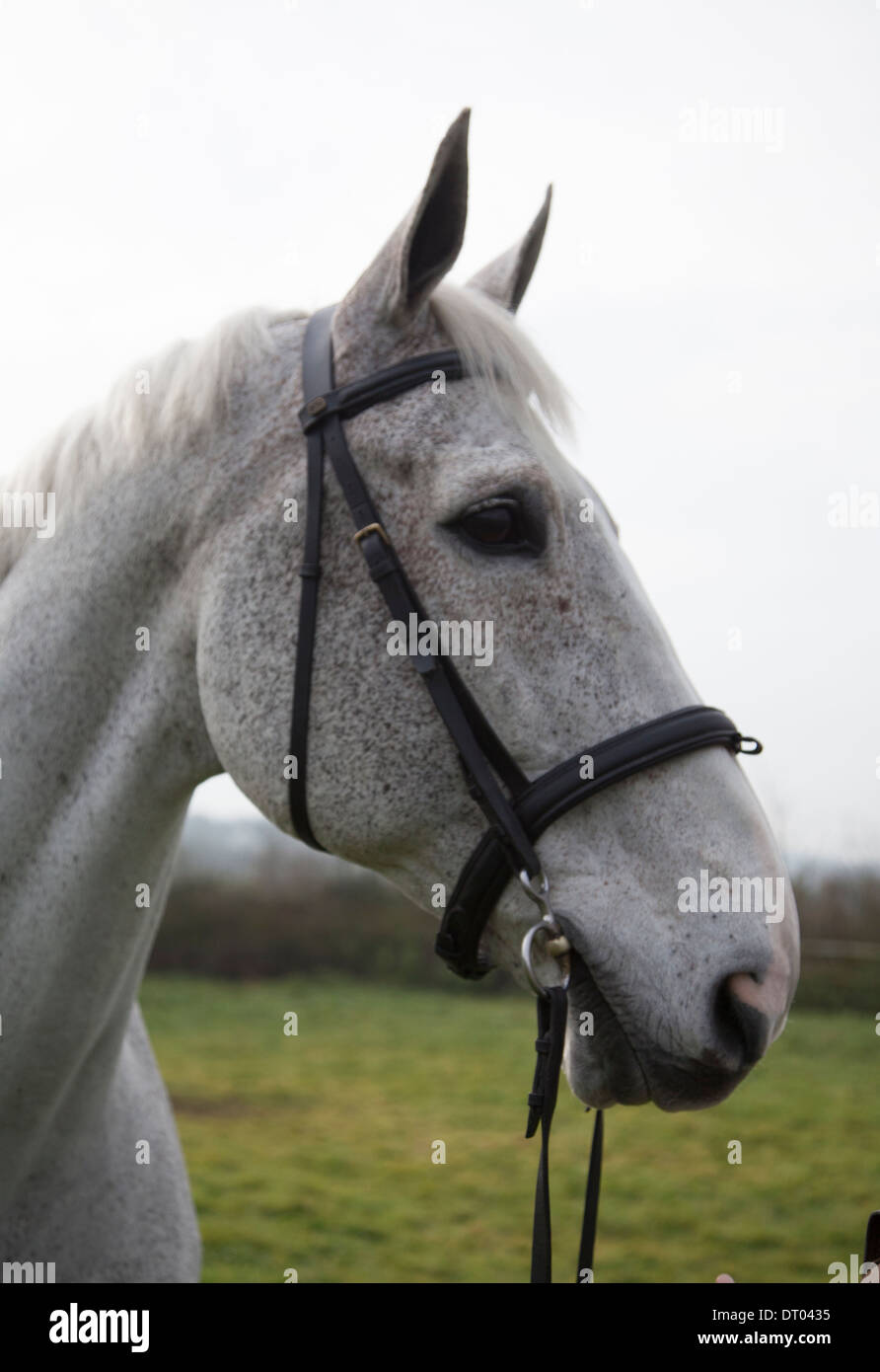 grey horses head close up Stock Photo Alamy