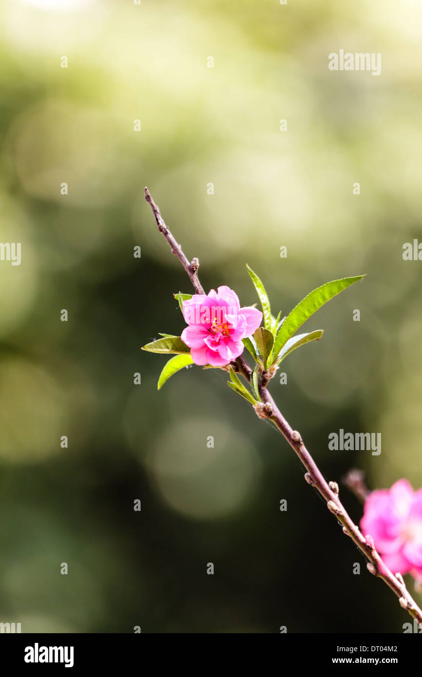 Vietnam Cherry blossom, Hanoi, Vietnam Stock Photo Alamy