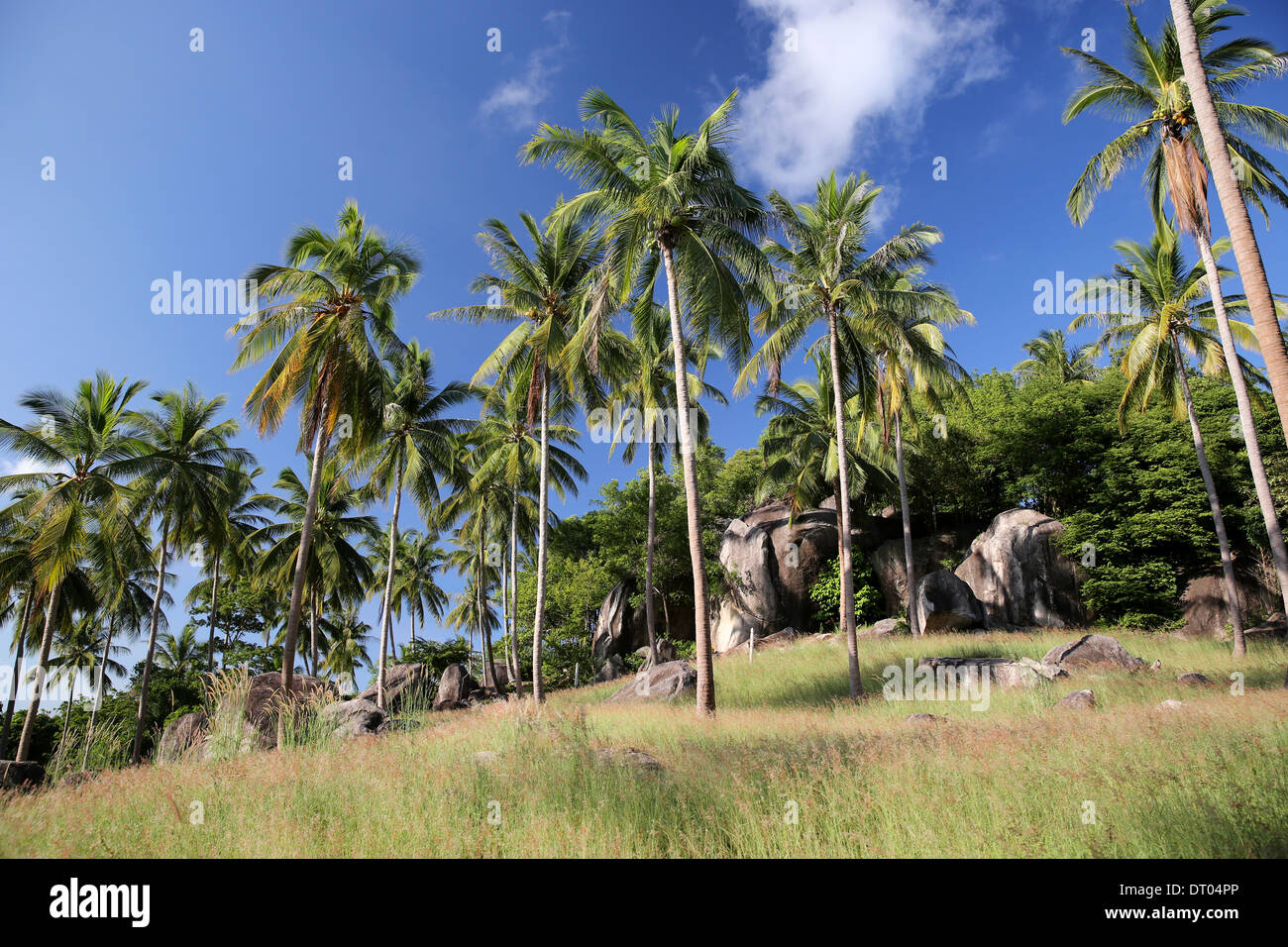 Thailand palms green with rocks and blue sky Stock Photo