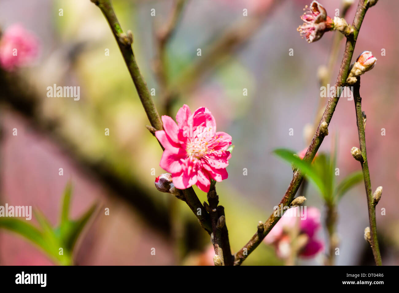 Vietnam cherry blossom hires stock photography and images Alamy