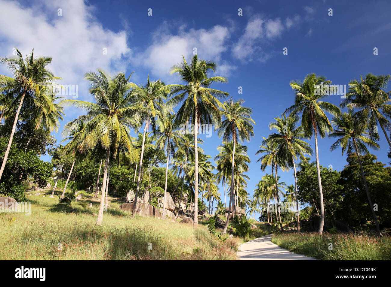 Palms blue Sky beauty Stock Photo