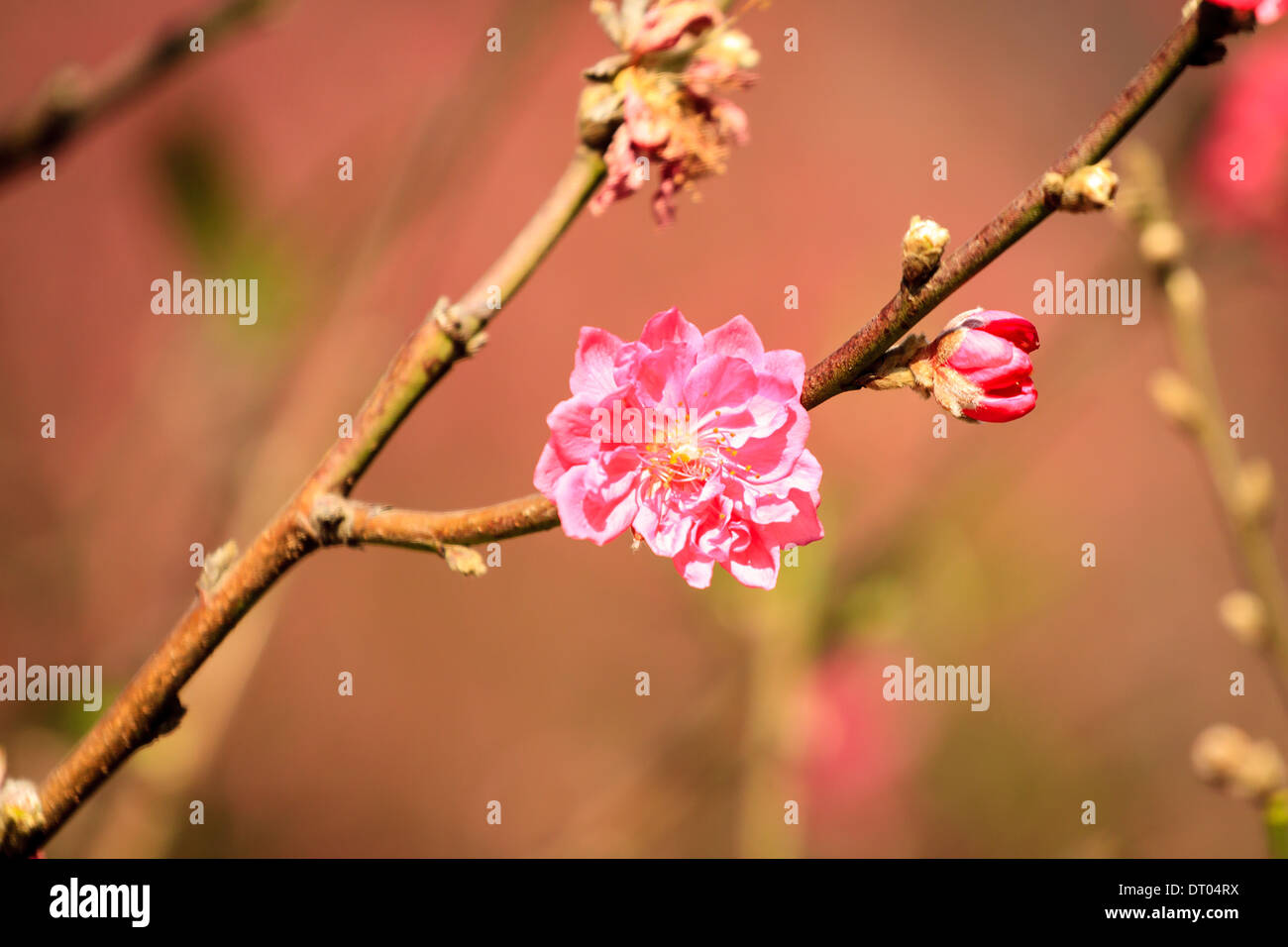 Vietnam Cherry blossom, Hanoi, Vietnam Stock Photo Alamy