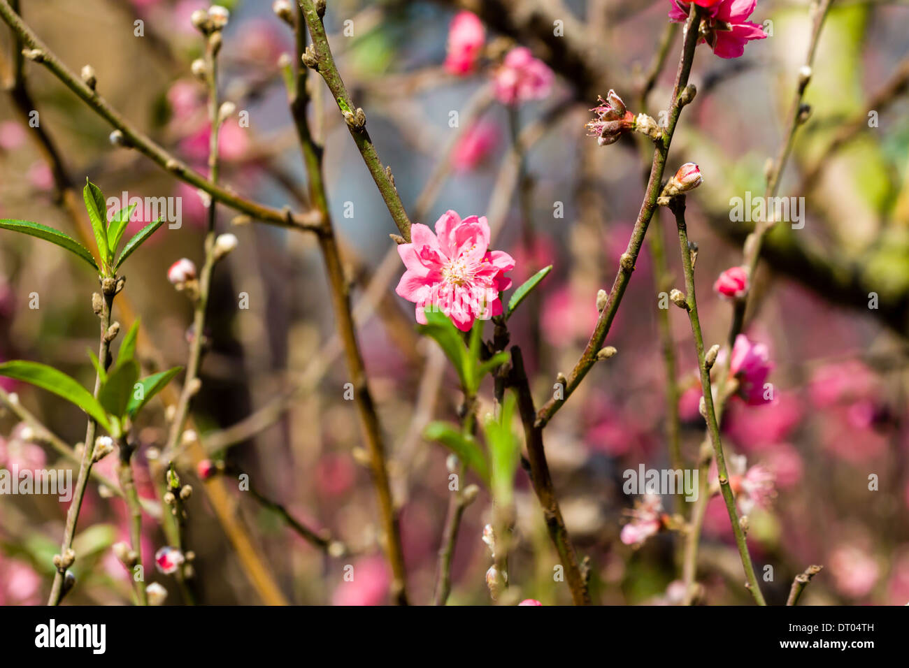 Vietnam Cherry blossom, Hanoi, Vietnam Stock Photo Alamy