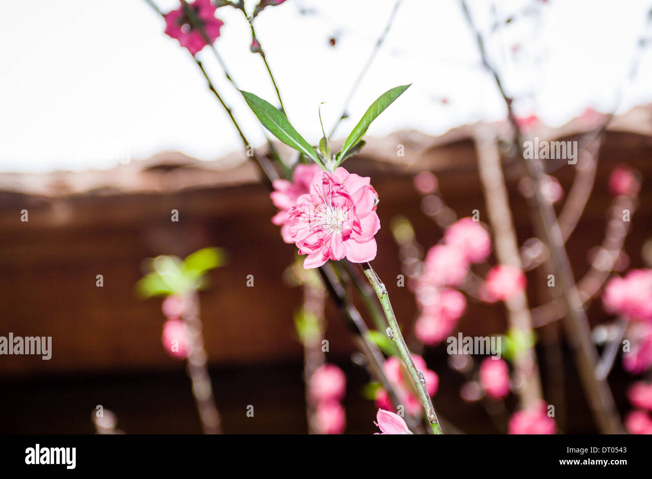 Vietnam Cherry blossom, Hanoi, Vietnam Stock Photo Alamy