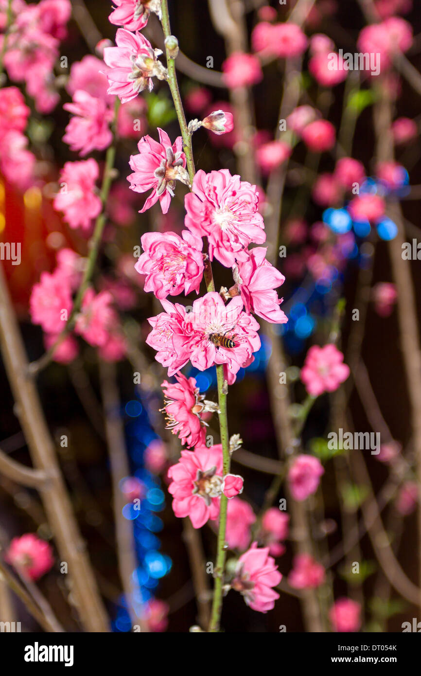 Vietnam Cherry blossom, Hanoi, Vietnam Stock Photo Alamy