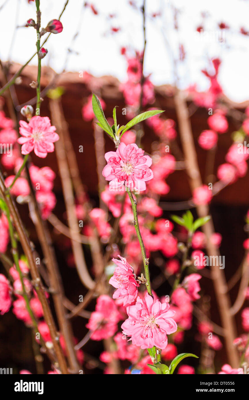 Vietnam Cherry blossom, Hanoi, Vietnam Stock Photo Alamy