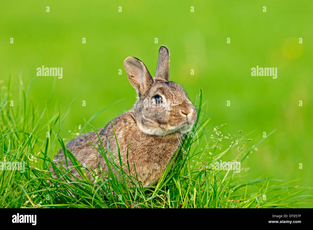 Dwarf Rabbit or Domestic Rabbit Stock Photo - Alamy