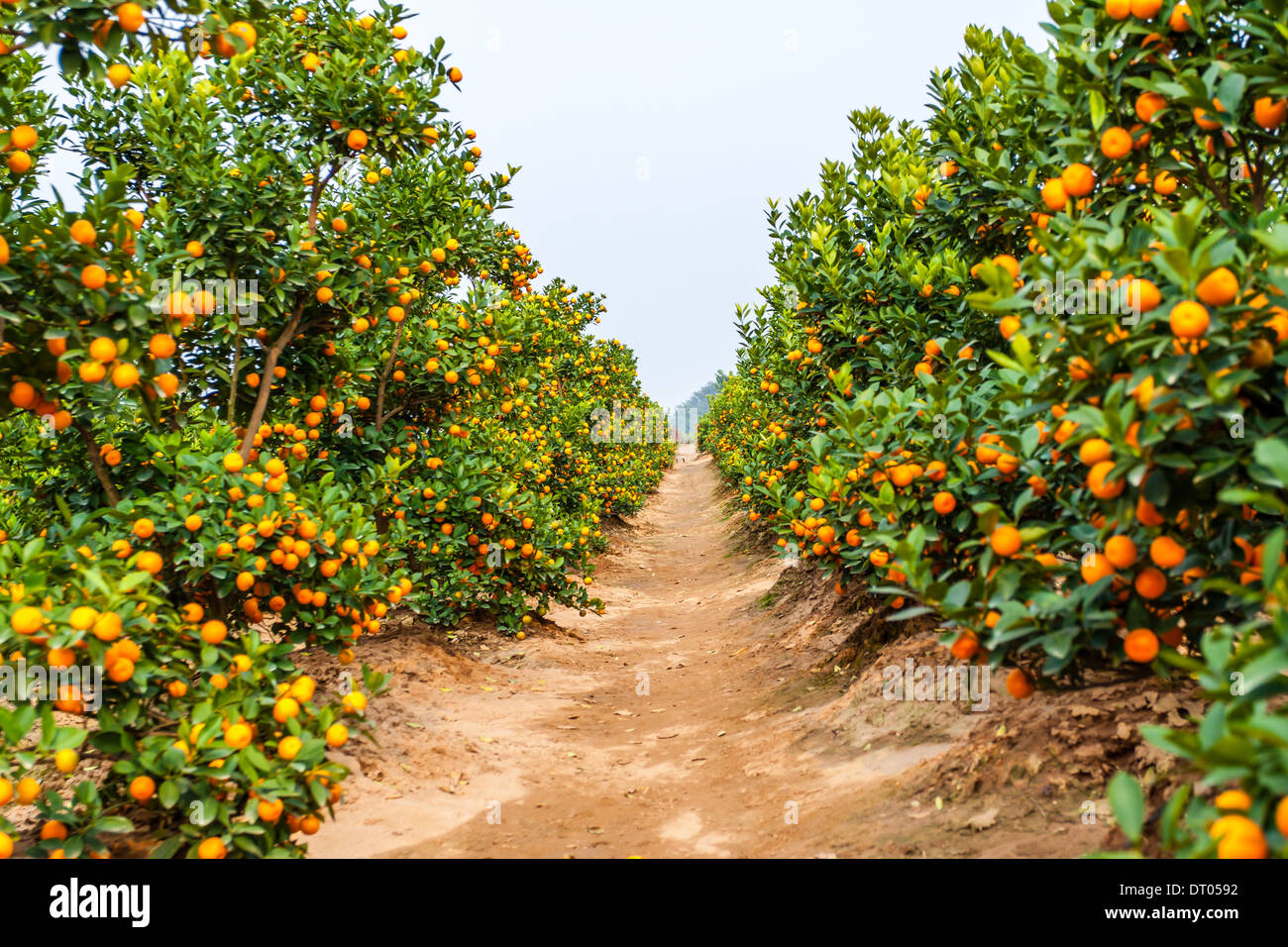 Vietnamese Orange Fruit