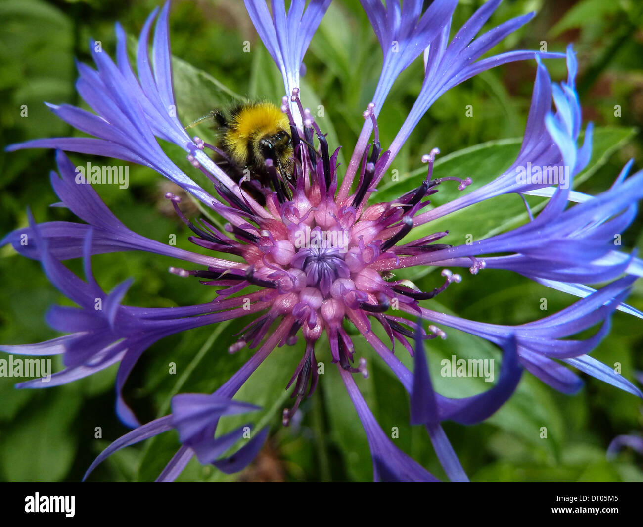 Bee on Flower head Stock Photo