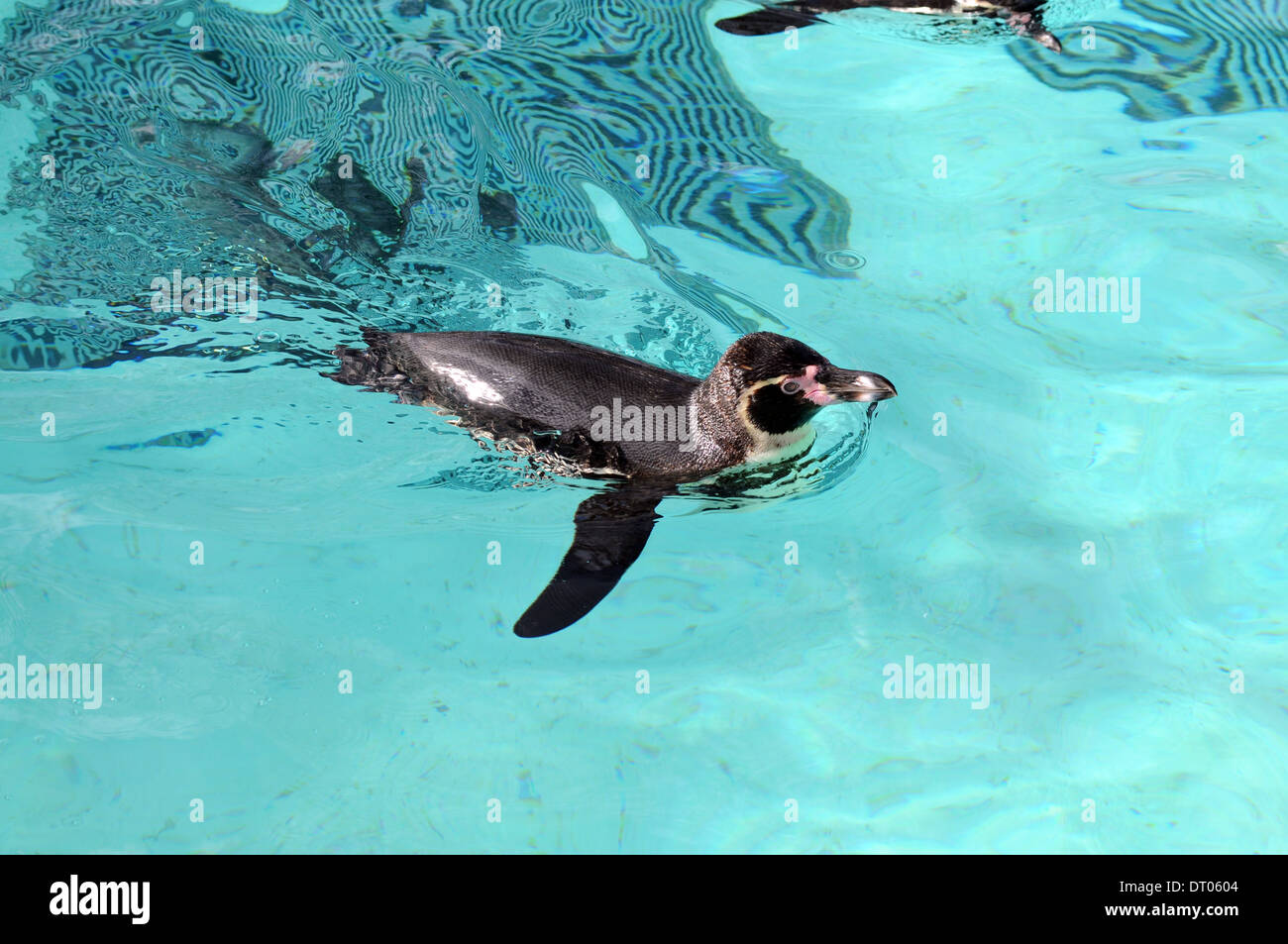 Penguin swimming at London Zoo Stock Photo