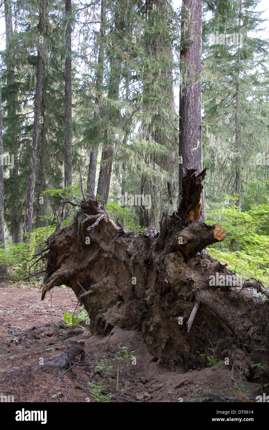 Exposed roots of a fallen ponderosa pine tree decaying in the Okanogan