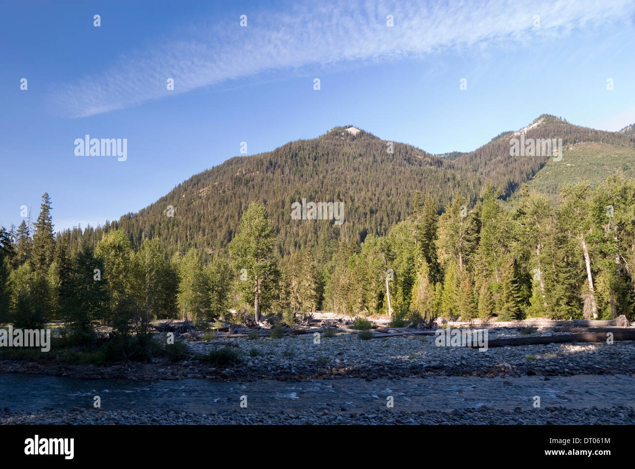 Pine tree forest at the foothills of the Cascade Mountains and Cle Elum river, Okanogan