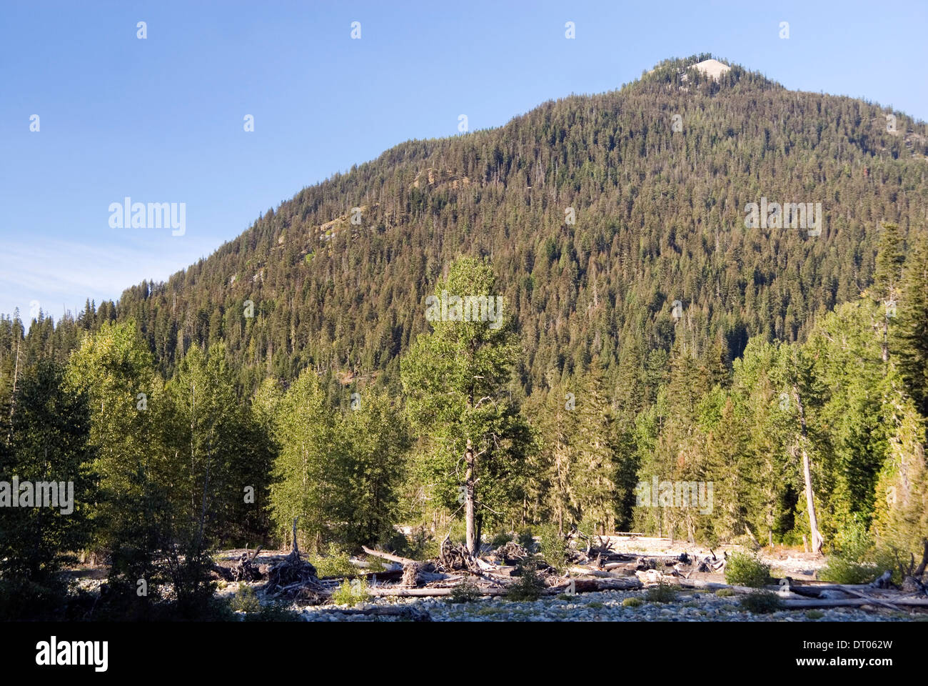 Pine tree forest at the foothills of the Cascade Mountains and Cle Elum river, Okanogan